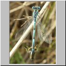 Cercion lindenii - Pokal-Azurjungfer 05.jpg